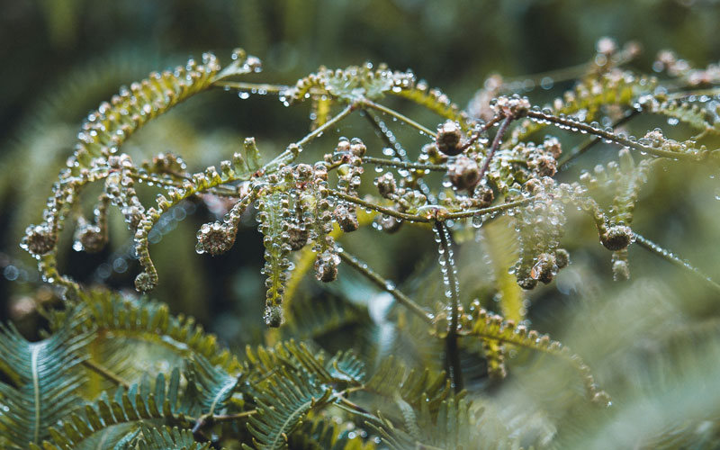 Hawaiian fern