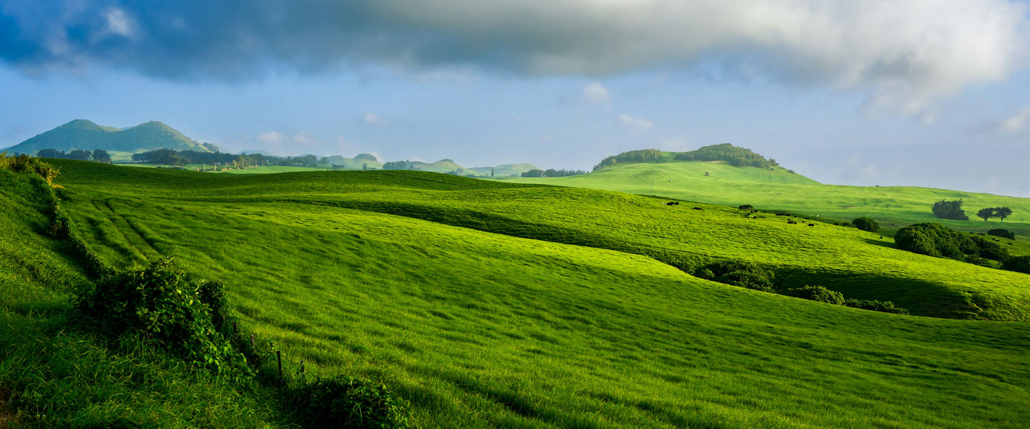 Hawaiian pasture